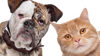 Los perros y gatos determinan