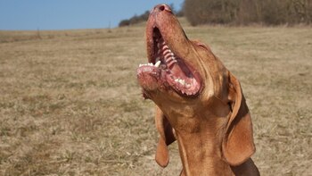 Es común que los perros