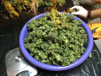 En Uruguay ya hay 17