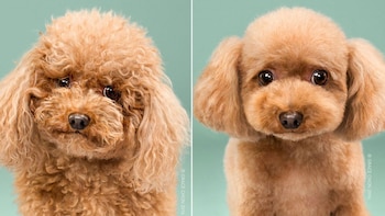 Biggie Smalls antes y después (Grace chon)