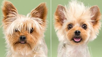 Teddy, otro de los perros modelos (Grace chon)