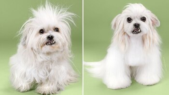 El objetivo de estos cambios de look es que los perros luzcan más ‘chic’ (Grace chon)