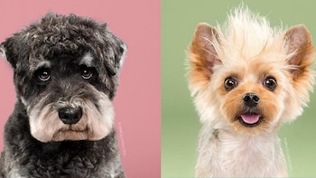 Dos de los modelos que posaron para la fotógrafa Grace Chon