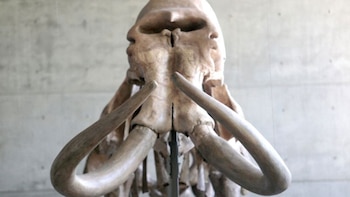 A partir de los hallazgos