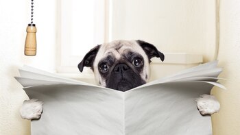 Cuando los dueños no están,