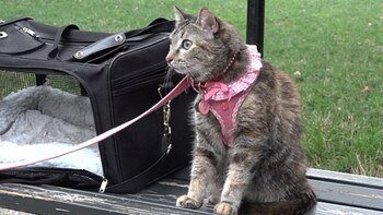 Sra. Parberry, la gata, fue