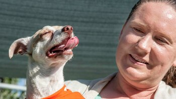 Una mascota tratada por consumo de narcóticos (AP)