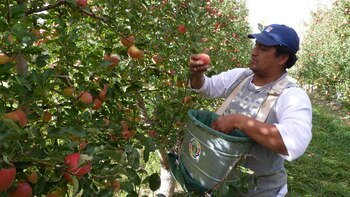 Los productores de peras y