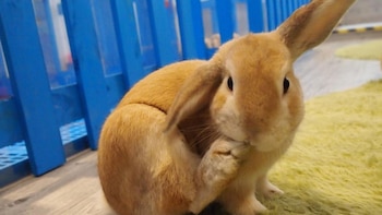 Rabbitland se creó para que la gente tome conciencia sobre el cuidado de los conejos