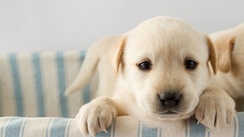 En lugar de ignorar el