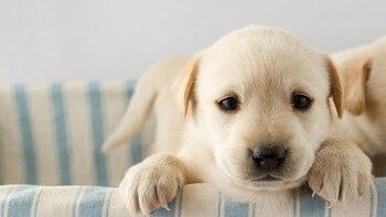 El CDC analizó a 150