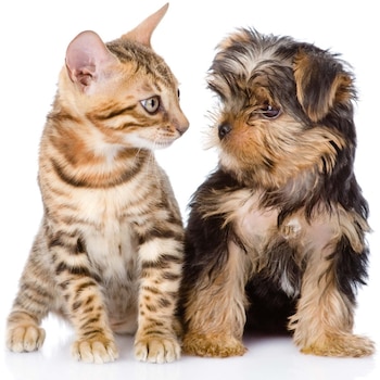 Entre 300 y 400 mascotas