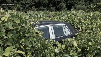 La naturaleza va cubriendo de