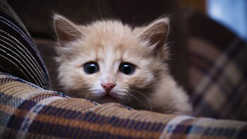 Los gatos pueden sufrir ansiedad