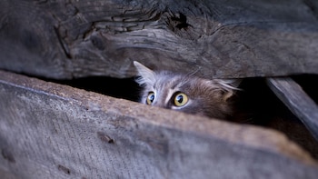 La ansiedad felina. Debido a