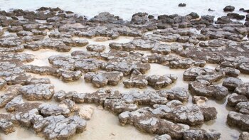Estromatolitos en Shark Bay, en