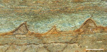 Las líneas punteadas negras indican