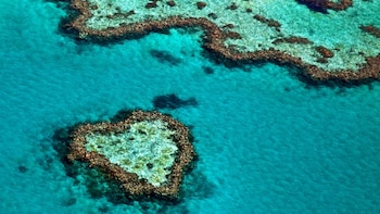 Este año el arrecife sufrió su peor evento de “blanqueo” de la historia (Shutterstock)