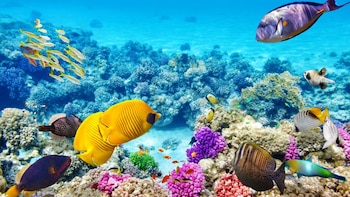 Turistas visitan cada vez más la Gran Barrera de Coral, ya que temen que pronto desaparezca (Shutterstock)