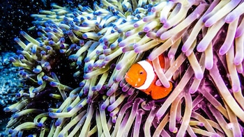 La Gran Barrera de Coral es una de las siete maravillas naturales del mundo (Shutterstock)