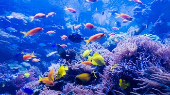 La Gran Barrera de Coral, una de las grandes maravillas naturales del mundo (Shutterstock)