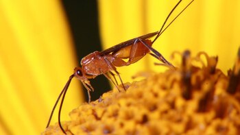 Los bracónidos sn una familia