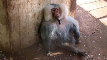Said el mono, último habitante del zoo de Alepo (AFP)