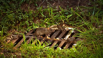 El último año, la población de