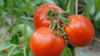 El consumidor, deberá indicar como