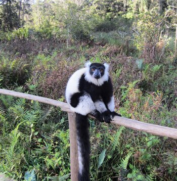 Un visitante exótico mientras recorre