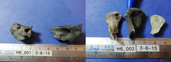 Dictamen sobre el basurero de