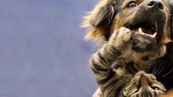 Los perros mixtos tienen un