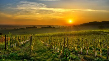 La cosecha se respira en