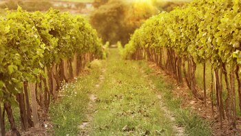 Son varios los proyectos que