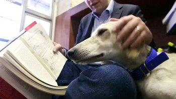 Pete, el perro que consiguió