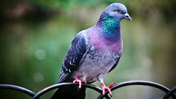 Las palomas discriminaron las palabras