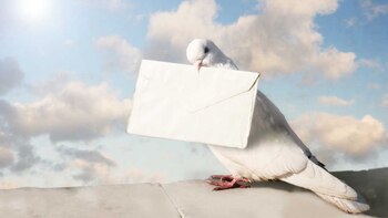 Las palomas, famosas por su