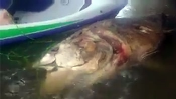 El “monstruo” resultó ser una