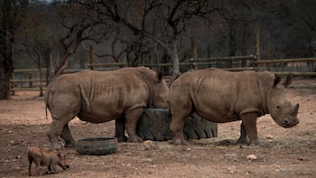 En 2015, cerca de 1.200