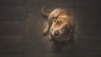 Los caninos pueden tomar decisiones