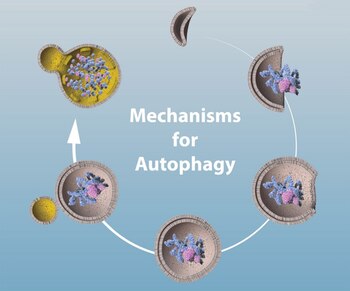 El mecanisimo cíclico de la