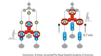 El equipo de Stoddart construyó