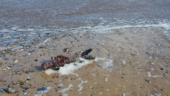 Un diario inglés cree que