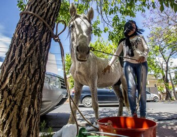 El caballo Vicente protagonizó un