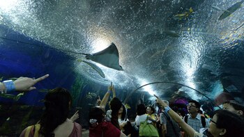 Underwater World cerró sus puertas