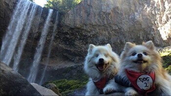 Ambas mascotas se pasean y realizan todas las actividades juntas (TheFluffyDuo)