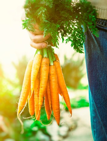 En la Argentina se cosechan unas 240.000 toneladas de zanahorias por año (Istock)