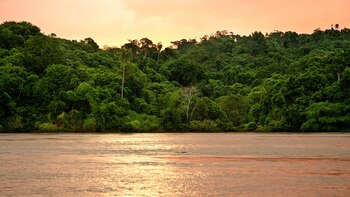 Misiones, una jungla densa y