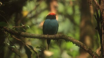 La fauna de Misiones es