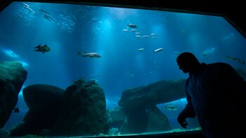 El acuario albergará hasta 350